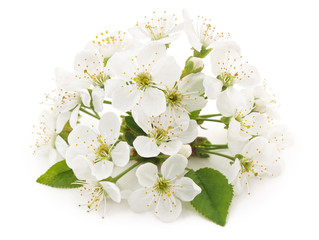 White cherry blossom.