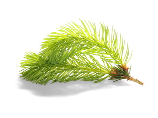 pine branch isolated on white background