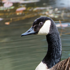 Canada Goose looking left