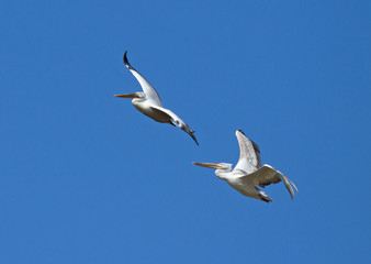 Dalmatian Pelicans (Pelecanus crispus) in flight above Manych lake, Kalmykia, Russia