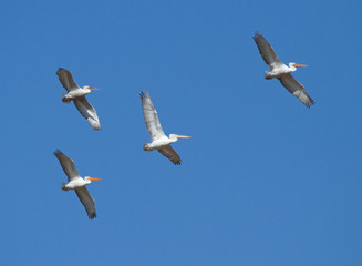 Dalmatian Pelicans (Pelecanus crispus) in flight above Manych lake, Kalmykia, Russia