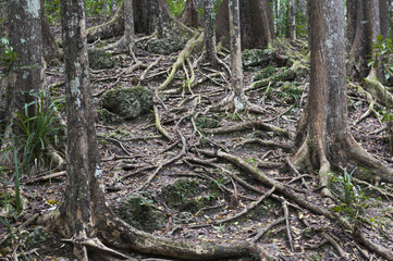Mahagoni Wald, Meliaceae / Mahagoni Wald auf der Insel Bohol, Philippinen.