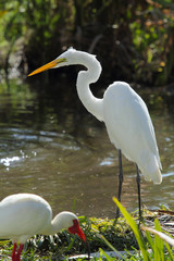 Great white egret, Ardea alba, standing at a pond in Florida, with an ibis nearby.