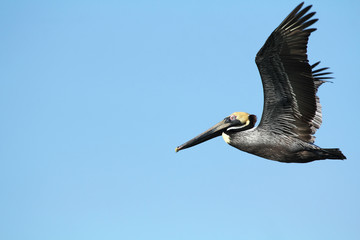 Brown pelican, Pelicanus occidentalis, flying in a blue sky over Florida.