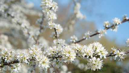 Blühender Schlehdorn, Prunus spinosa