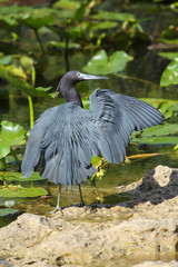 Little blue heron, Egretta caerulea, standing in the everglades, Florida.