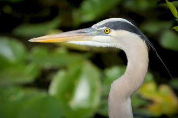 Great blue heron, Ardea herodias, head and neck in profile in Florida.