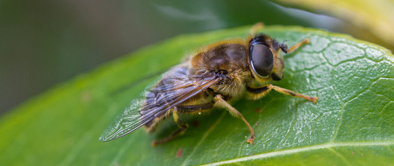 Bee at rest
