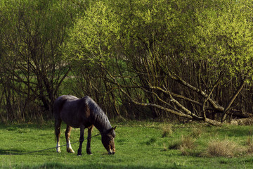 Horse on a grass background in the Ukrainian village