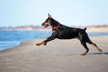 black doberman dog running on a beach