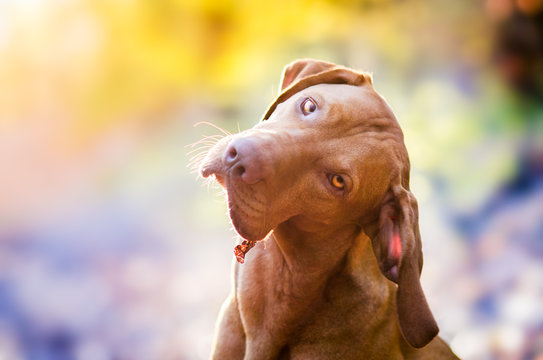 Portrait of hungarian hound dog in the morning sunlight