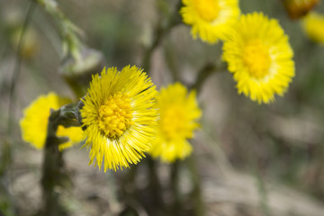 first spring flowers

