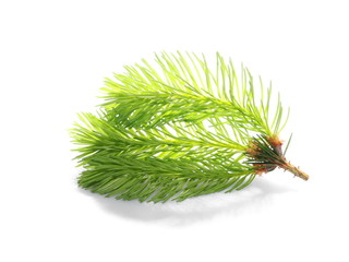 Fir tree branch isolated on white