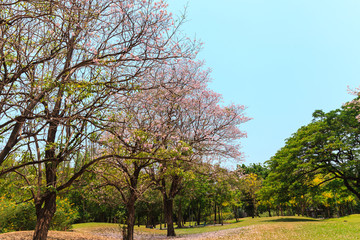 Obraz premium Beautiful Park