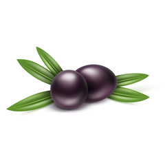 Vector Black Olives Branch with Leaves Isolated on White Background