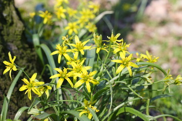 Gagea lutea - spring flowers in the park