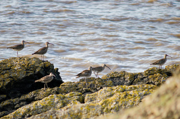 Flock of curlew (Numenius arquata) on rocky coast. The largest European wading bird, in the sandpiper family (Scolopacidae), on rocks in the UK
