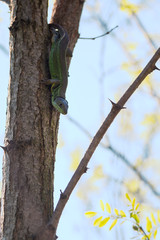 Old green lizard on the acacia tree