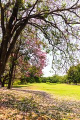 Fototapeta premium Beautiful Park