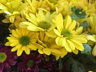 yellow daisy flowers as a background