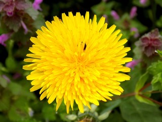 Dandelion on meadow in spring