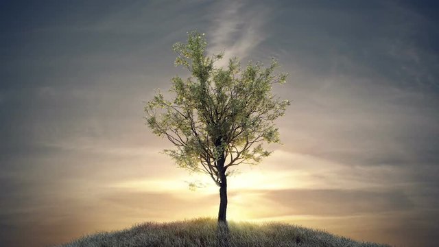 Growing tree against sun at dawn (with alpha matte, full hd) 