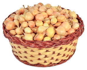 tuber onion in a wicker basket
