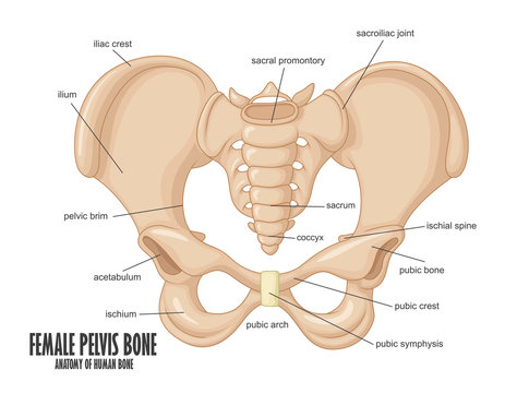 Pelvic Bone Images – Browse 8,647 Stock Photos, Vectors, and Video