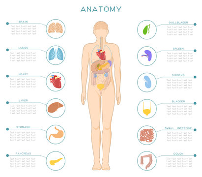 A medical poster with the human anatomy and internal organs.