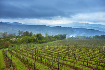 Fototapeta na wymiar View on vineyard after rain