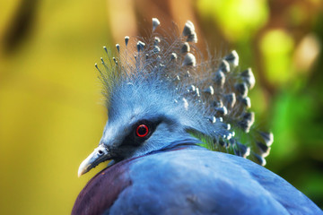 Victoria Crowned Pigeon (Goura victoria)