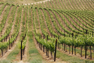Fototapeta na wymiar Grape vineyards for wine making in California