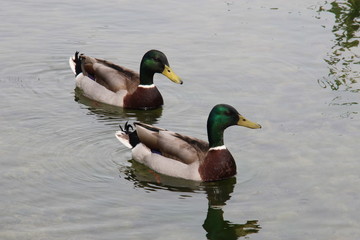Canards colvert