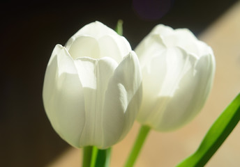 couple of white tulips 