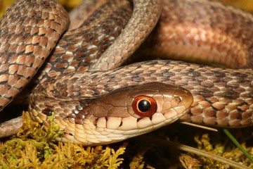 Baby Garter Snake (Thamnophis sirtalis)