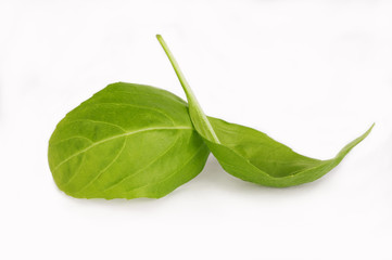 Fresh leaf of basil close-up isolated on a white background.