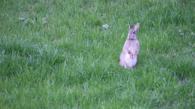 aufmerksamer Hase auf dem Rasen beim Fressen und putzen