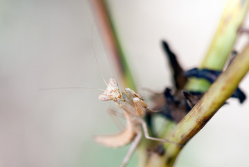 Praying mantis