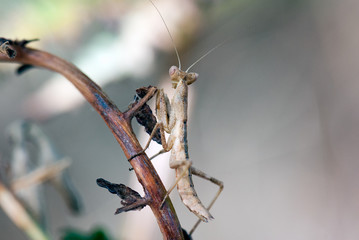 Praying mantis
