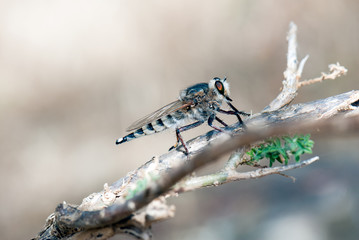 Killer fly (robber fly)