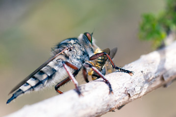 Killer fly (robber fly)