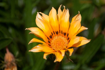 orange Gazania