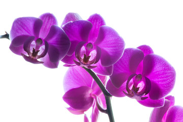 Naklejka na ściany i meble Purple orchids on white
