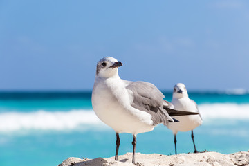 Two seagulls on sandy beach