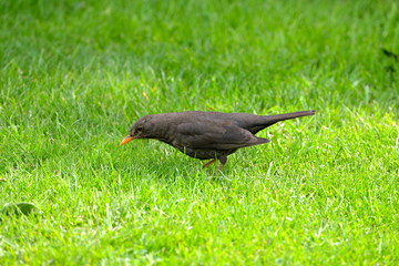 Merle femelle picorant dans l'herbe