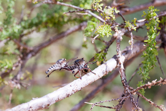 Dance of the robber fly