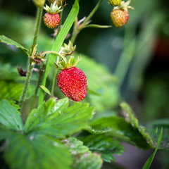 Wild strawberry plant