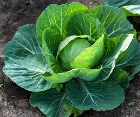 Fototapeta premium White head cabbage on the field