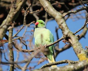 parakeet - arose-ringed parakeet (Psittacula krameri), known as the ring-necked parakeet, is a gregarious Afro-Asian parakeet stock, photo, photograph, image, picture