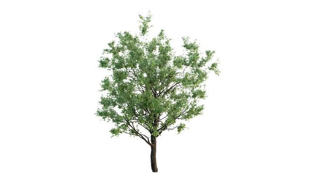 Growing tree on white (with alpha matte, full hd) 